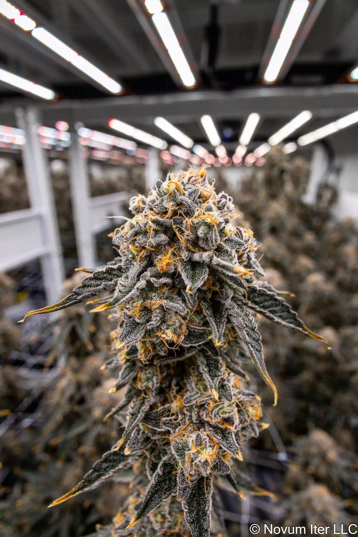 Girl Scout Cookies 1