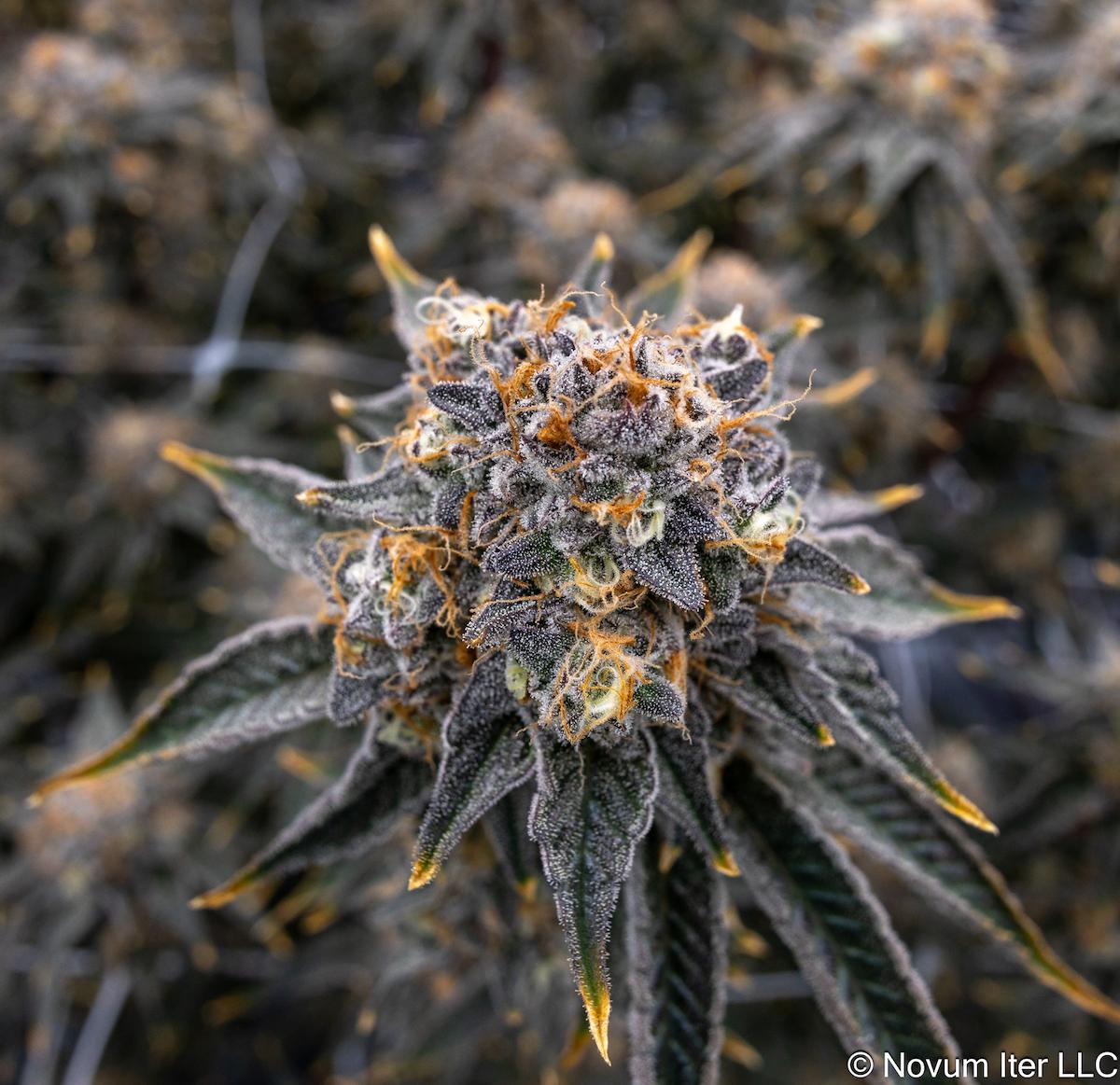 Girl Scout Cookies 1