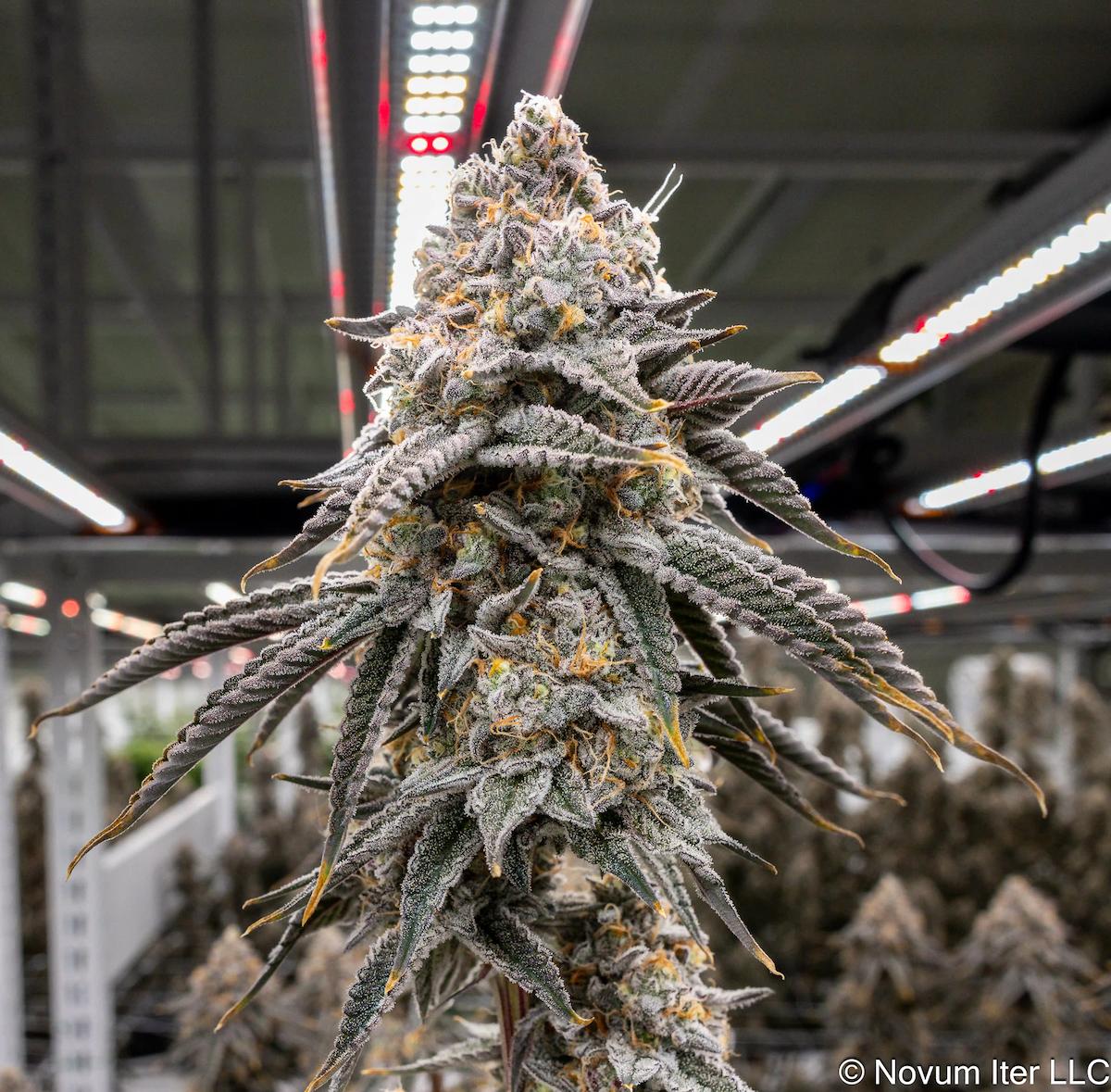 Girl Scout Cookies 1