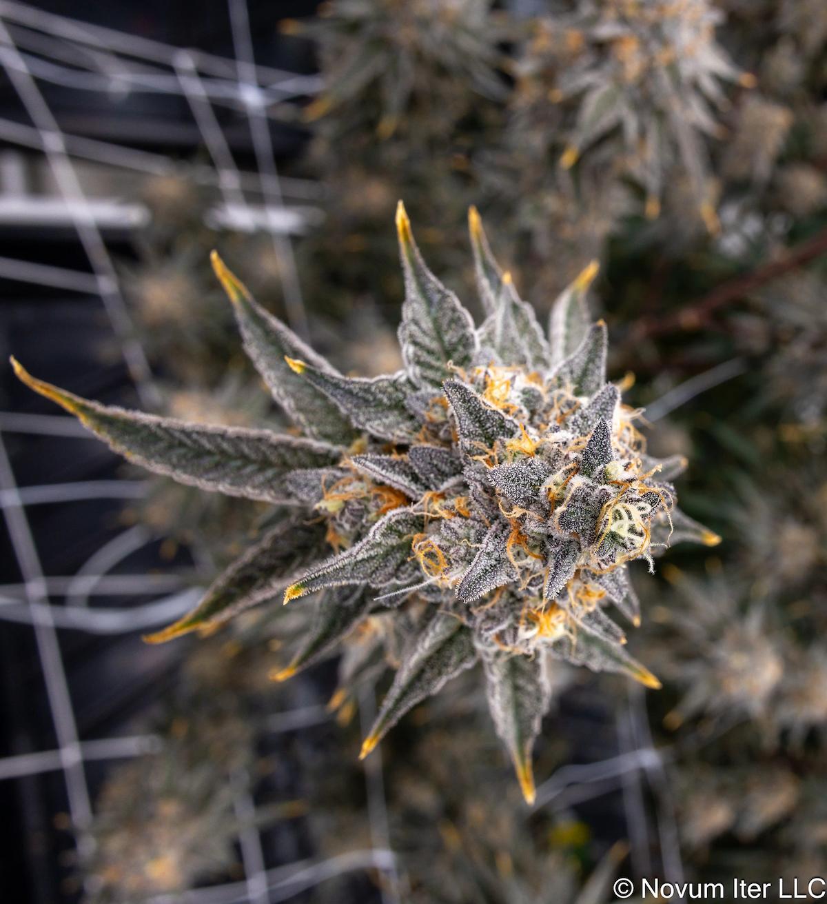 Girl Scout Cookies 1
