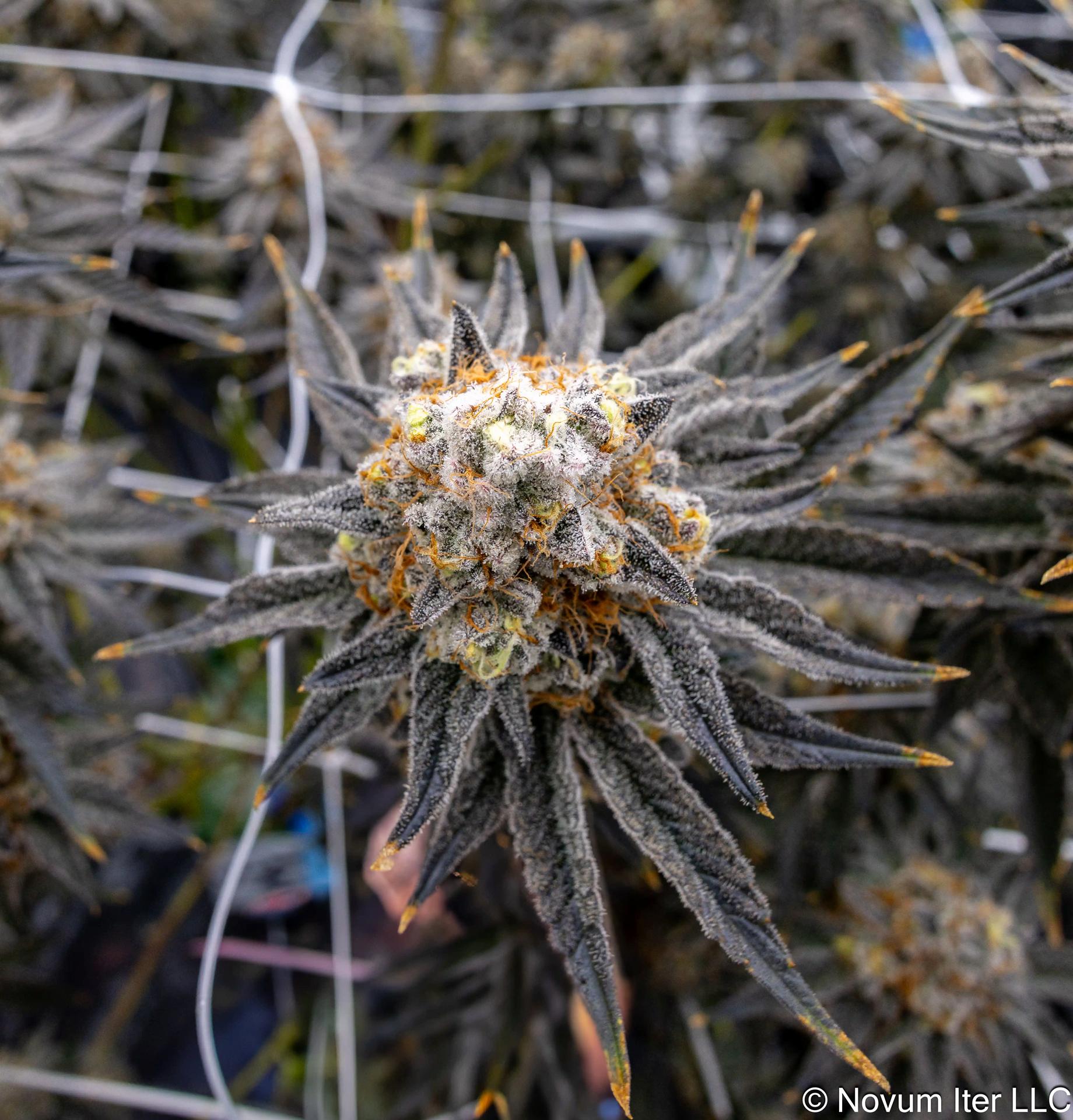 Girl Scout Cookies 1