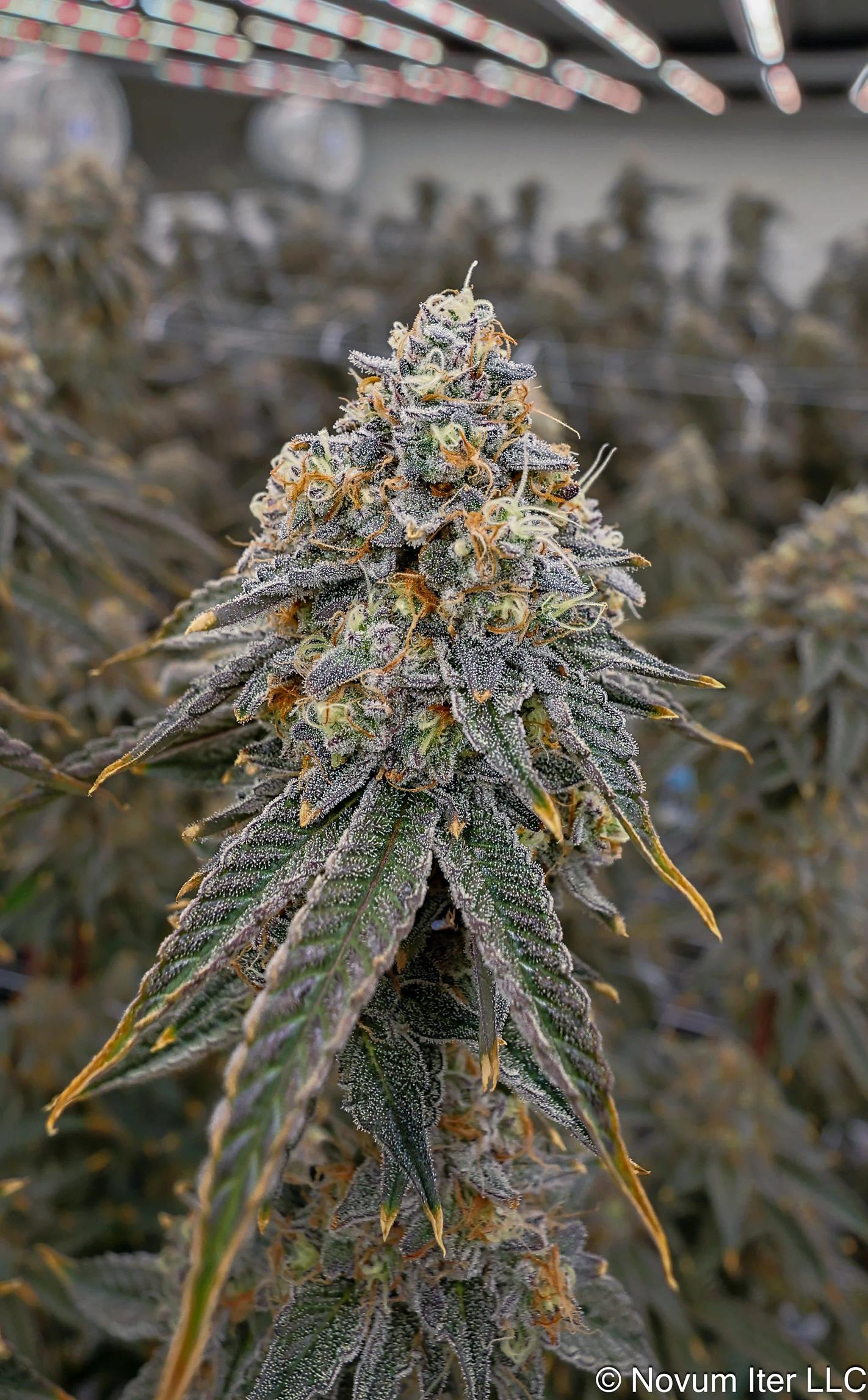 Girl Scout Cookies 1