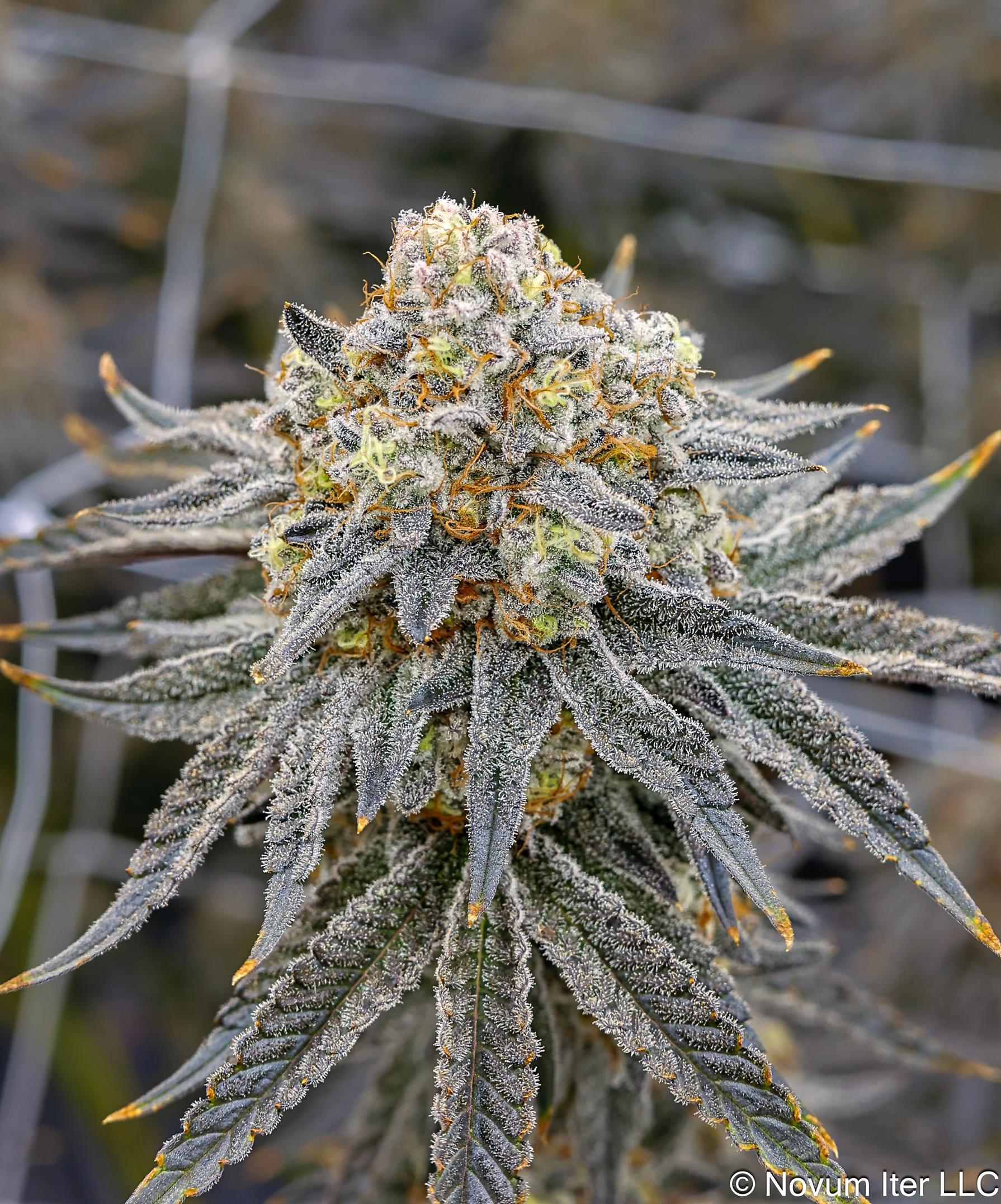 Girl Scout Cookies 1