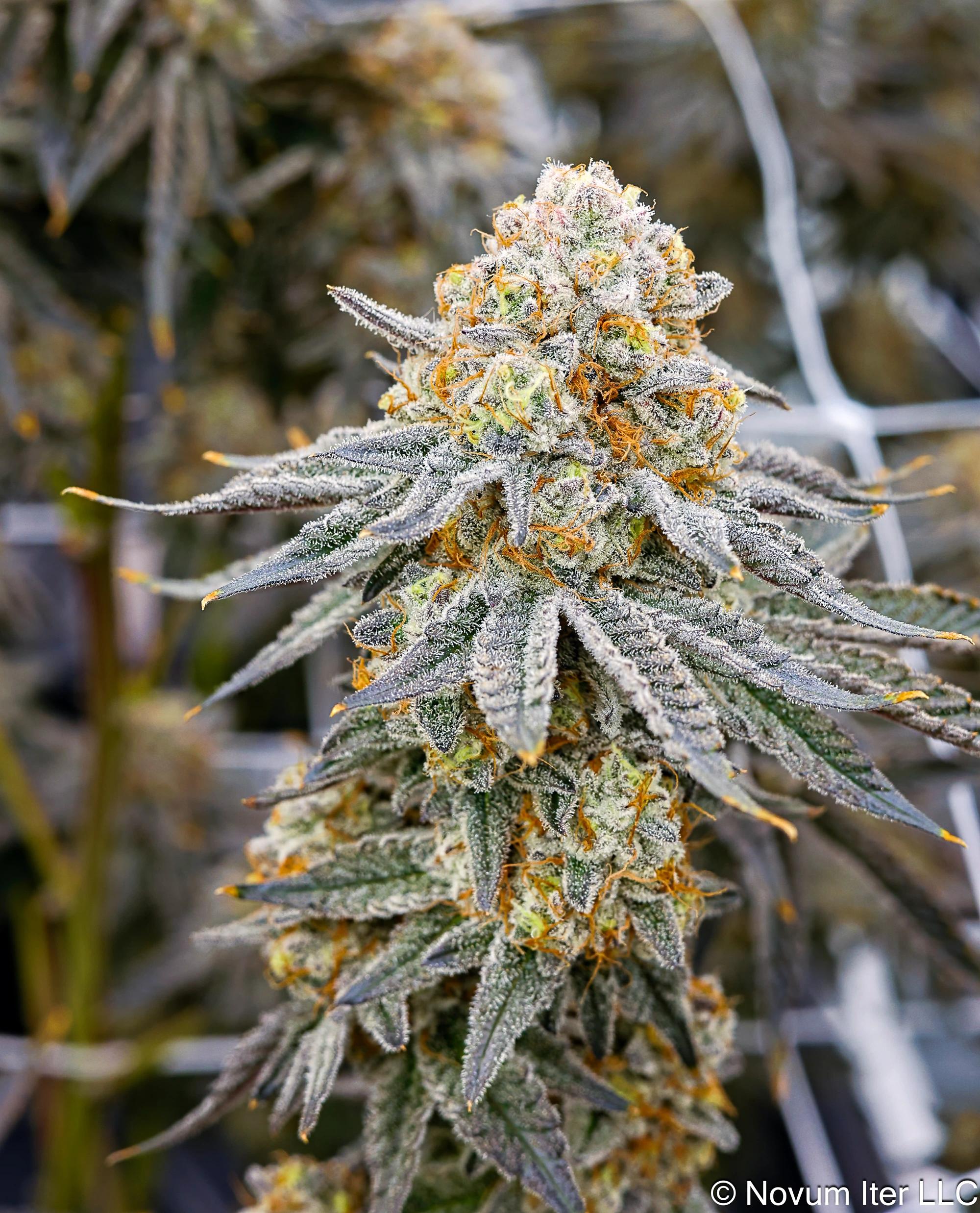 Girl Scout Cookies 1