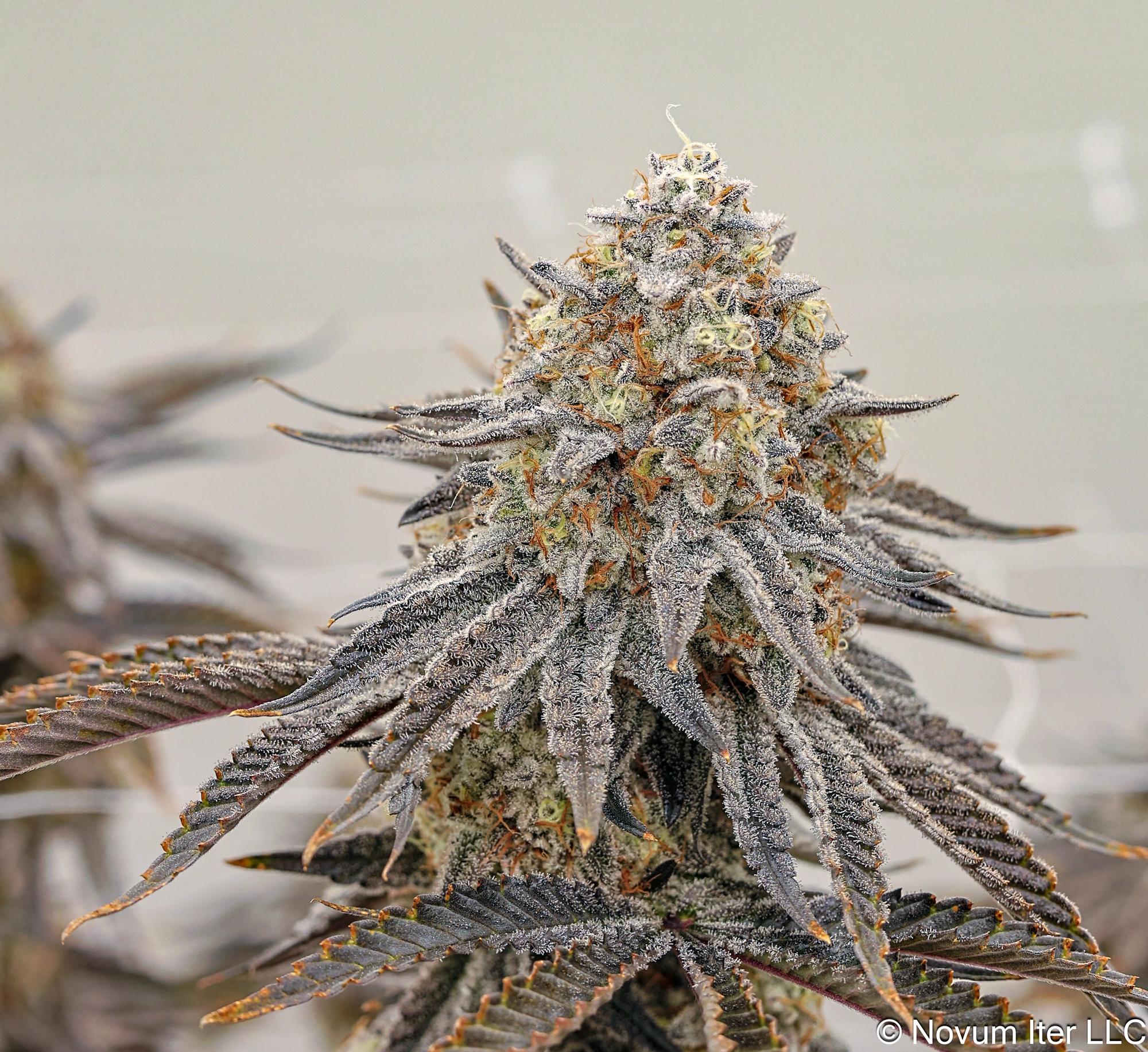 Wedding Cake 2