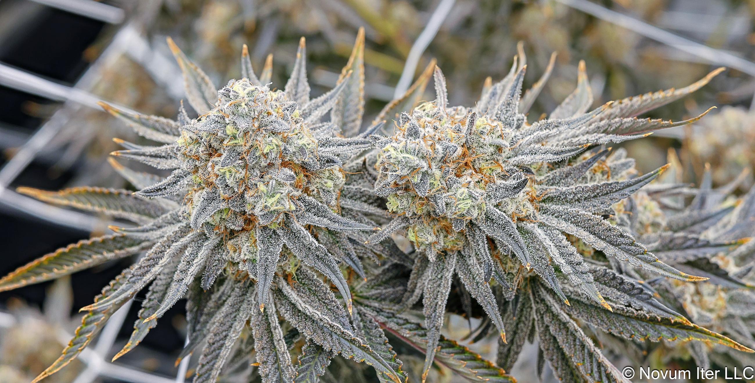 Wedding Cake 5