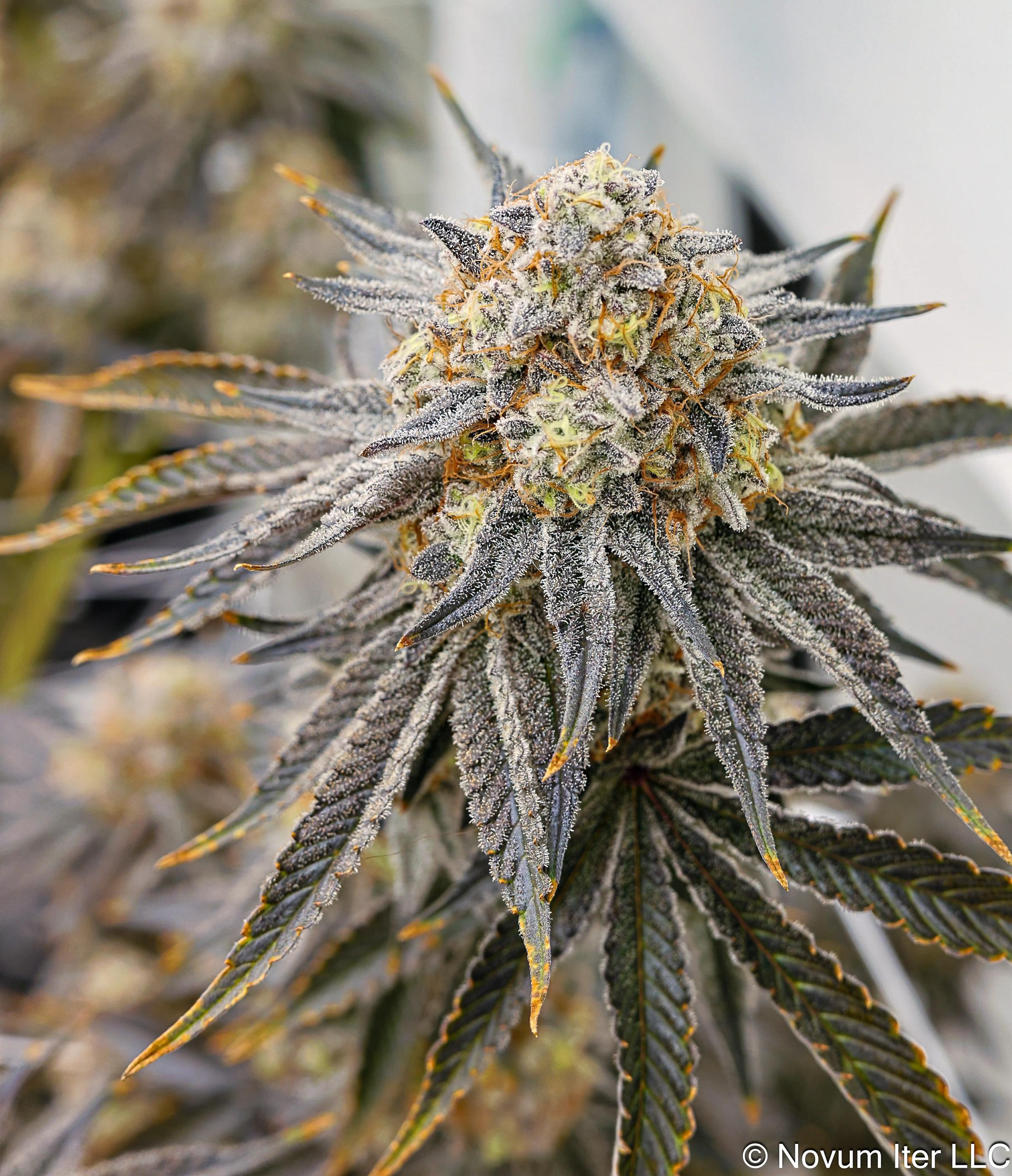 Wedding Cake 6