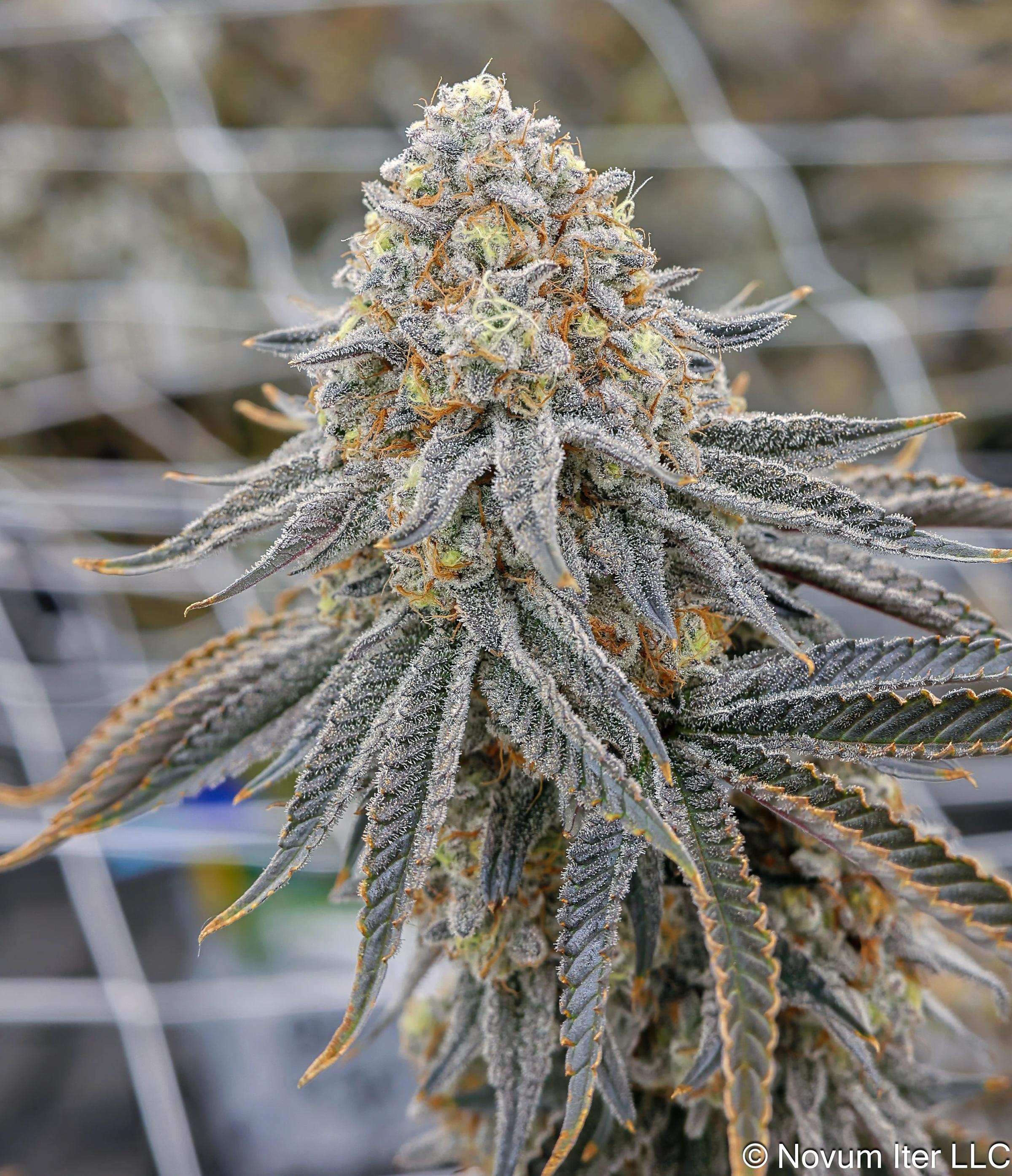 Wedding Cake 7