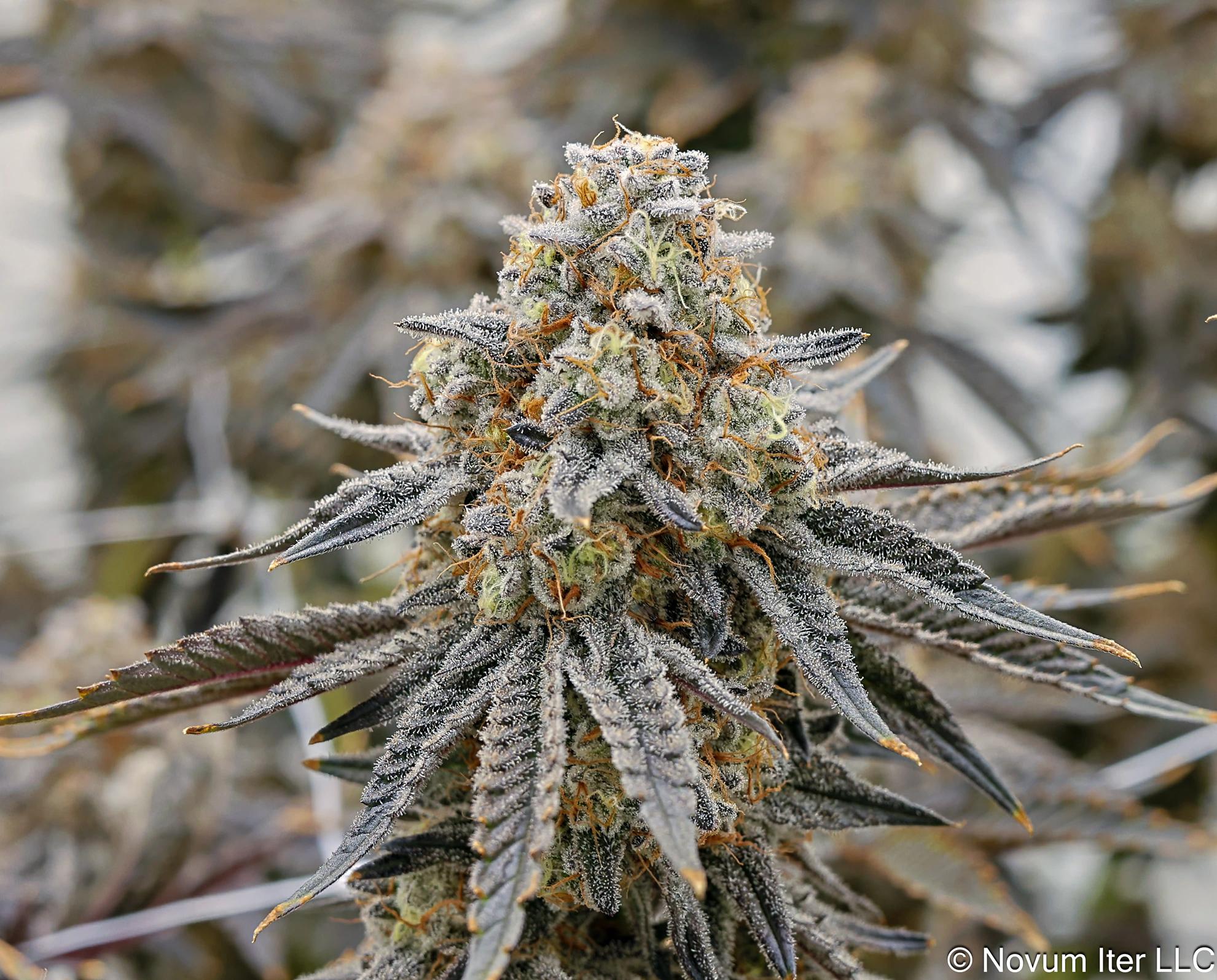 Wedding Cake 8